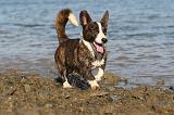 CORGI CARDIGAN 200